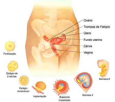 1&ordf; &agrave; 6&ordf; semana